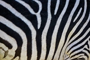 : Detail of zebra skin, Livingstone, Zambia