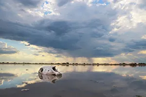 Kalahari Prints: Zebra Skull in water, Makgadikgadi Salt Pans, Botswana