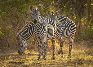 Zambia Prints: Zebra, South Luangwa National Park, Zambia