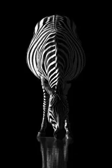 Natural History Gallery: Zebra at sunrise, Okavango Delta, Botswana