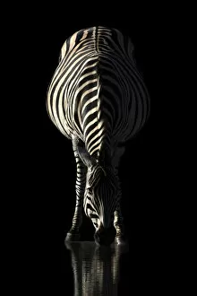 Mammal Gallery: Zebra at sunrise, Okavango Delta, Botswana