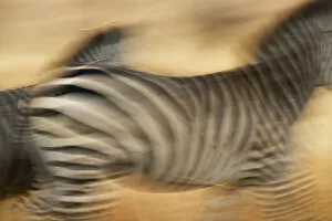 Images Dated 2nd August 2013: Zebra walking in Tarangire National Park, Tanzania