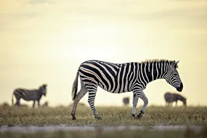 Kalahari Prints: Zebra in yellow light, Makgadikgadi Salt Pans, Botswana
