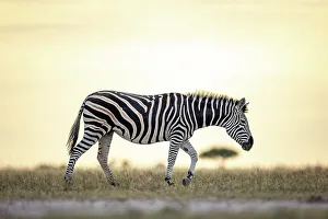 Kalahari Prints: Zebra in yellow light, Makgadikgadi Salt Pans, Botswana