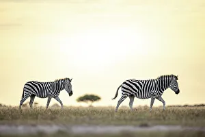 Kalahari Prints: Zebra in yellow light, Makgadikgadi Salt Pans, Botswana
