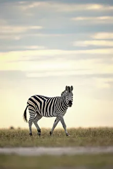 Kalahari Prints: Zebra in yellow light, Makgadikgadi Salt Pans, Botswana