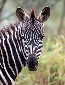 Premium Selects 2024 Prints: Zebra, Zimanga Private Game Reserve, Natal, South Africa