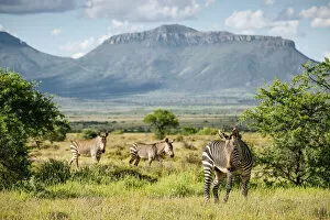 Images Dated 20th May 2022: Zebras, Camdeboo National Park, Graaff-Reinet, Eastern Cape, South Africa