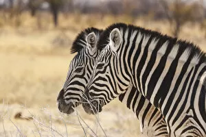 Savannah Collection: Zebras in Etosha, Namibia, Africa