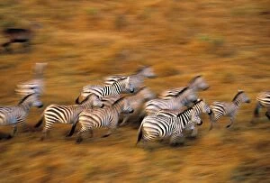 Kenyan Collection: Zebras, Msai Mara Game Reserve, Kenya