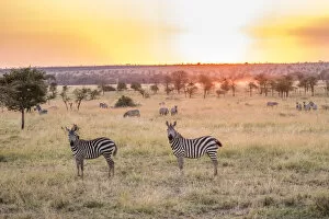 Zebras in the Serengeti, Serengeti Natioanl Park, Tanzania