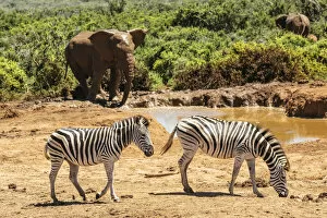 Zebras at watering hole, Addo Elephant National Park, Eastern Cape, South Africa