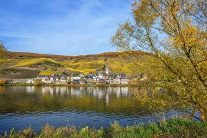 Images Dated 27th November 2018: Zell-Merl, Mosel valley, Rhineland-Palatinate, Germany