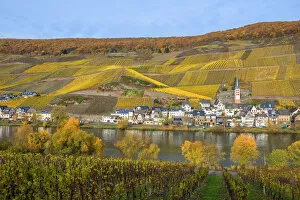 Images Dated 27th November 2018: Zell-Merl, Mosel valley, Rhineland-Palatinate, Germany