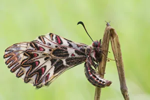 Antola Prints: Zerynthia polyxena, Casareggio, Liguria, Italy