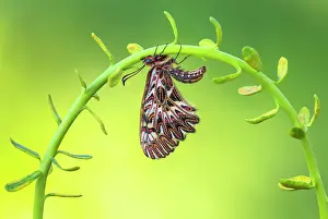 Piedmont Prints: Zerynthia polyxena (Southern festoon), Piedmont, Italy