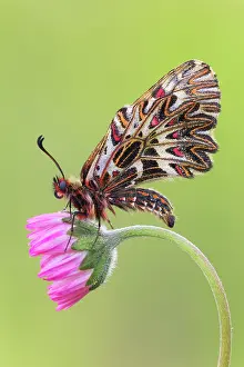 Piedmont Prints: Zerynthia polyxena (Southern festoon), Piedmont, Italy