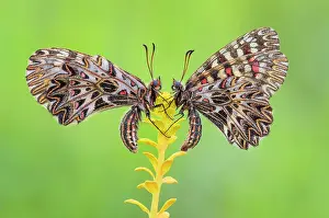 Insects Prints: Zerynthia polyxena (Southern festoon), Piedmont, Italy