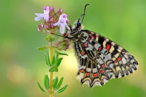 Meadows Prints: Zerynthia rumina, Lac de Serre-Ponson, Francia, Durance, Ubaye, France