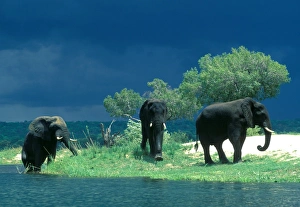 Zambezi River Gallery: Zimbabwe, Zambezi River