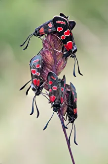 Insects Prints: Zygaena carniolica, Liguria, Vobbia, Genoa