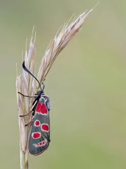 Vobbia Prints: Zygaena carniolica, Vobbia, Liguria, Italy