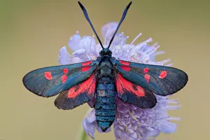 Vobbia Prints: Zygaena filipendulae